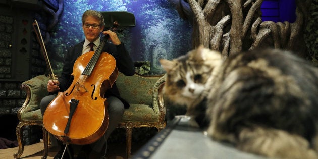 Un Violoncelliste Compose Un Album Pour Apaiser Les Chats Le Huffpost