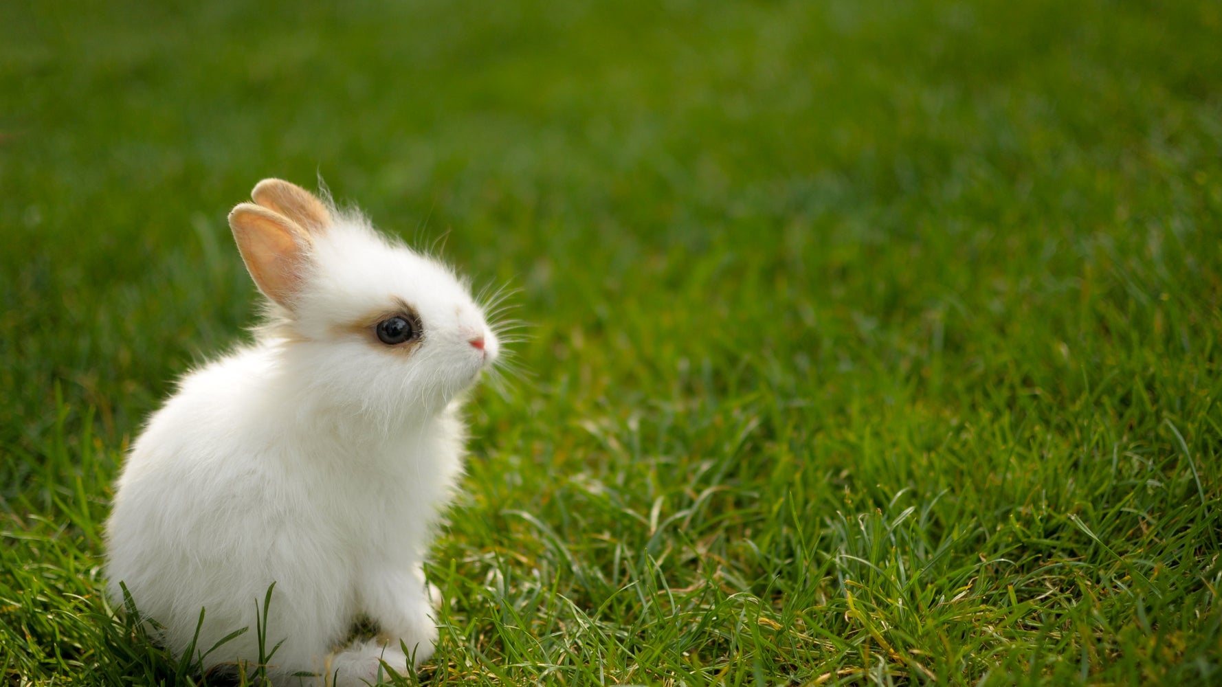 Pourquoi On Tue Les Vaches Et On Protege Les Petits Lapins Blancs Insolente Veggie Vous Explique Tout Le Huffington Post Life Pourquoi On Tue Les Vaches Et On Protege Les Petits Lapins Blancs Insolente Veggie Vous Explique Tout Le Huffington Post Life