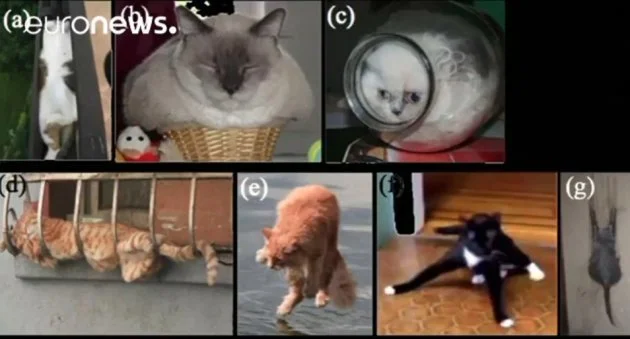 Un Francais Recompense Par L Anti Nobel Pour Son Etude Sur Les Chats Liquides Et Solides Le Huffpost Un Francais Recompense Par L Anti Nobel Pour Son Etude Sur Les Chats Liquides Et Solides Le Huffpost