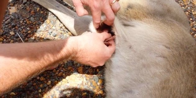 Un Couple Retire Un Bebe Kangourou De La Poche De Sa Mere Tuee Par Une Voiture Le Huffpost Un Couple Retire Un Bebe Kangourou De La Poche De Sa Mere Tuee Par Une Voiture Le Huffpost
