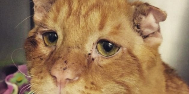 Ce Chat Inadoptable Est La Preuve Que Tout Le Monde Merite Une Chance Le Huffpost