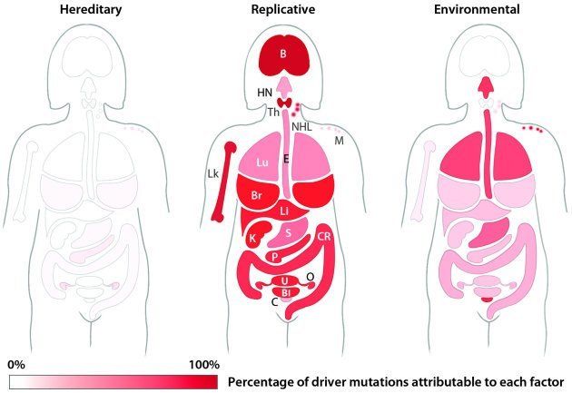 Plus l'organe est rouge, plus la cause est importante (de gauche à droite, hérédité, aléatoire,