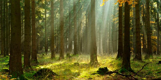 Les arbres ont une vie secrète que nous n'imaginons pas | Le Huffington ...