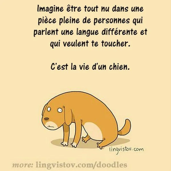 Ces Dessins Racontent Le Vrai Quotidien Des Chiens Et De Leurs Maitres Le Huffington Post Life