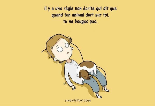 Ces Dessins Racontent Le Vrai Quotidien Des Chiens Et De Leurs Maitres Le Huffington Post Life