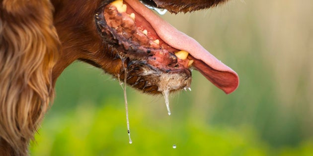 Ce Cas De Rage Dans Le Rhône Rappelle Quil Faut Toujours
