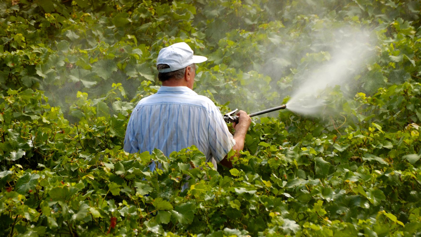 la-pollution-aux-pesticides-touche-d-abord-les-viticulteurs-et-les