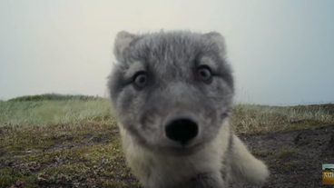 Renard Renard
