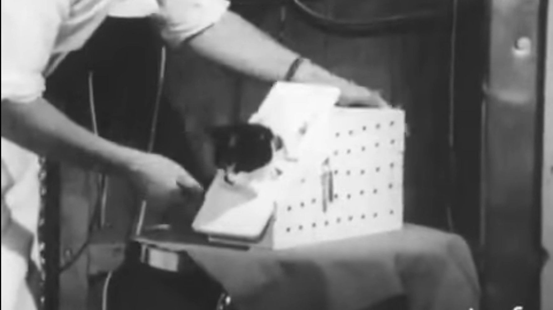 Une statue pour Félicette, le seul chat (français) envoyé dans l'espace