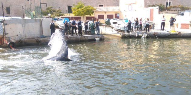 Une baleine coincée dans le port de Marseille, la police a live-tweeté le