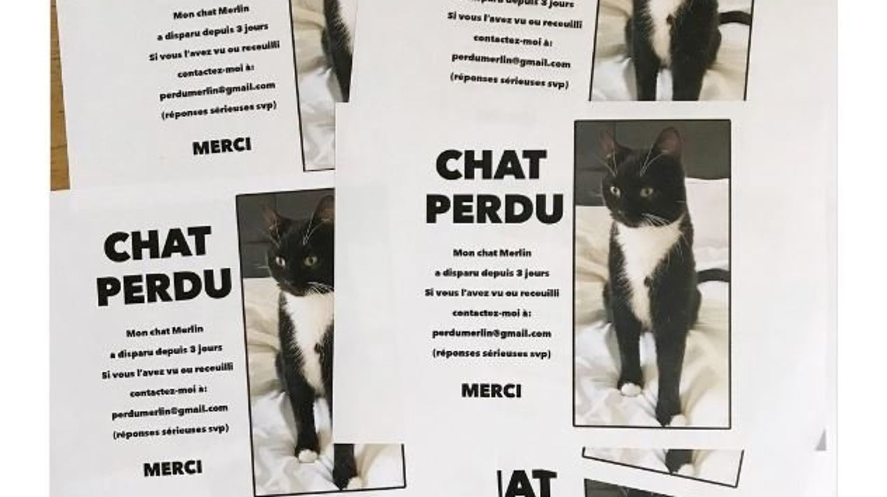 Norman Lance Un Appel A L Aide Pour Retrouver Son Chat Merlin Le Huffpost