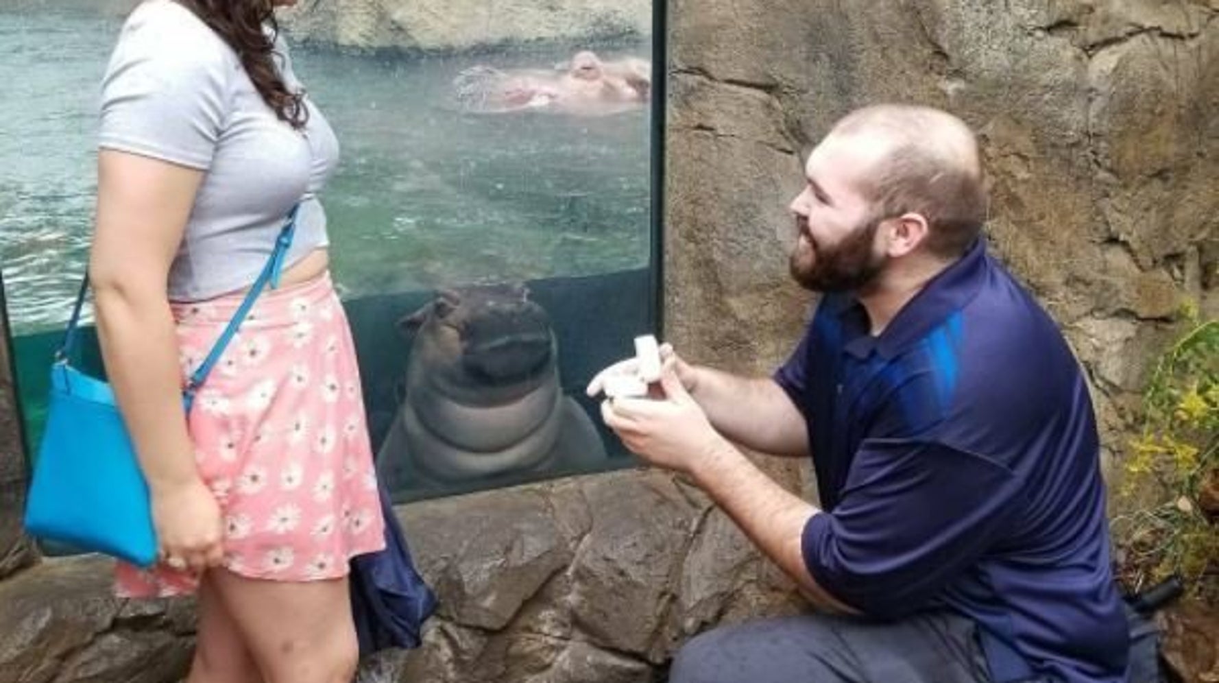 Fiona L Hippopotame Qui Vole La Vedette D Une Demande En Mariage Le Huffington Post Life Fiona L Hippopotame Qui Vole La Vedette D Une Demande En Mariage Le Huffington Post Life