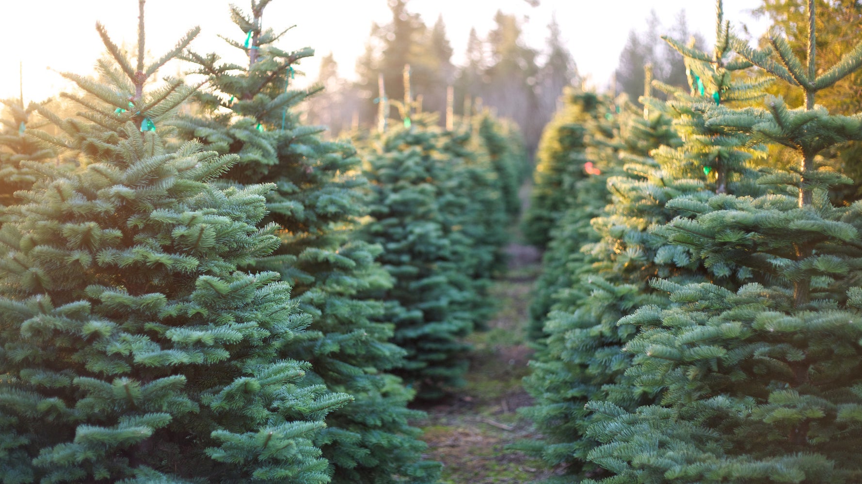 Acheter Un Vrai Sapin De Noel Un Geste Bon Pour La Nature Et L Economie Le Huffington Post Life