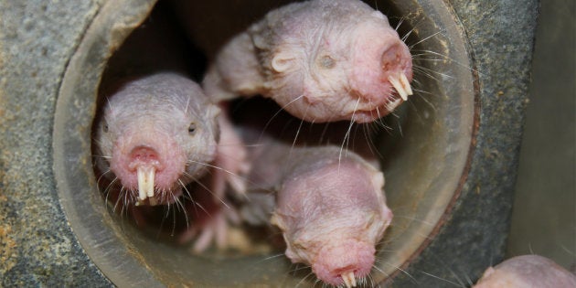 Les Chercheurs Ont Decouvert Un Nouveau Super Pouvoir Du Rat Taupe Le Huffpost Les Chercheurs Ont Decouvert Un Nouveau Super Pouvoir Du Rat Taupe Le Huffpost
