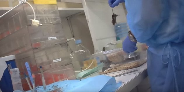 Cette Video En Camera Cachee Alerte Sur Le Sort Des Souris De Laboratoire En France Le Huffington Post Life