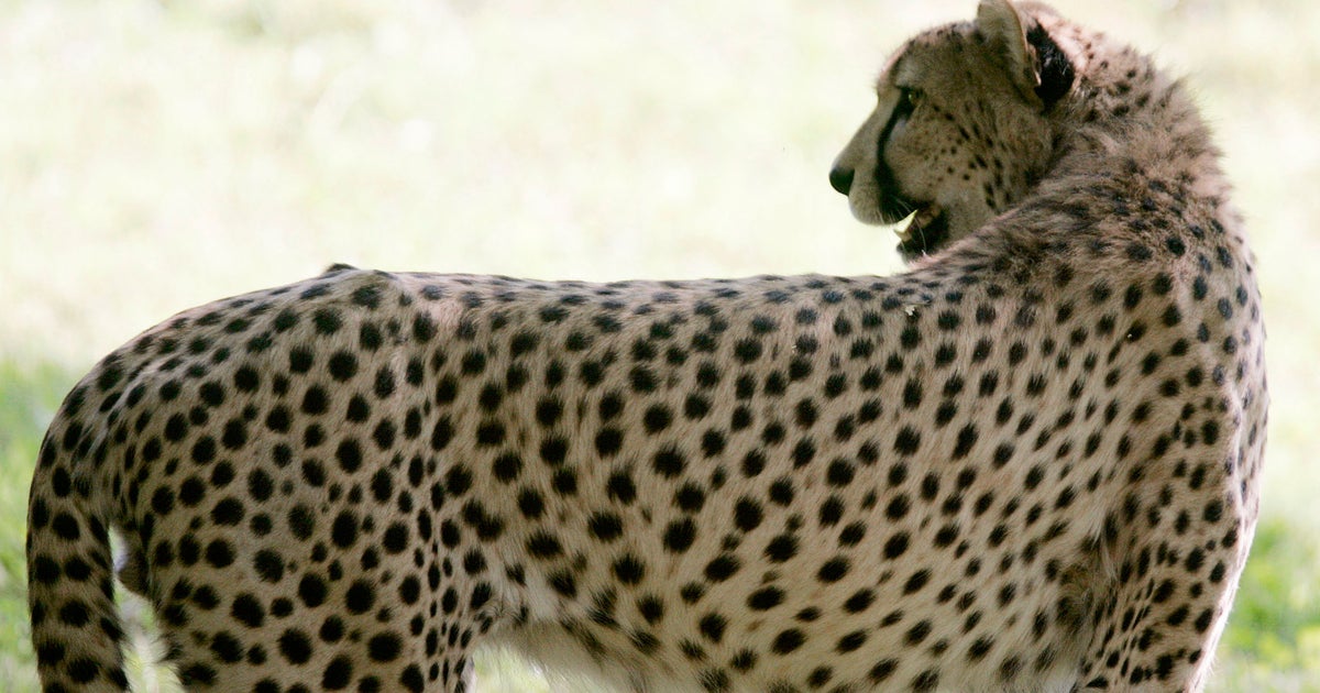 Le Guepard Court Tout Droit Vers Son Extinction Le Huffpost Le Guepard Court Tout Droit Vers Son Extinction Le Huffpost