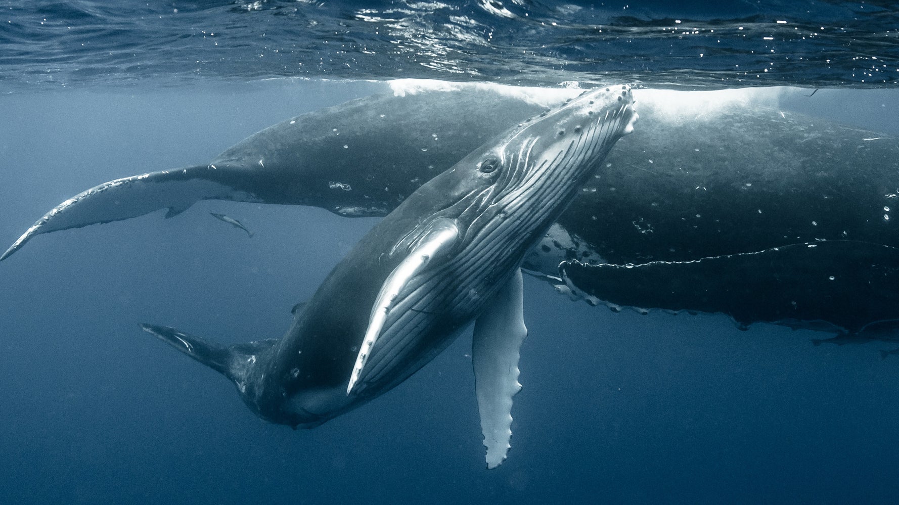 Les Bebes Baleines Chuchotent A Leur Mere Pour Echapper Aux Predateurs Le Huffington Post Life