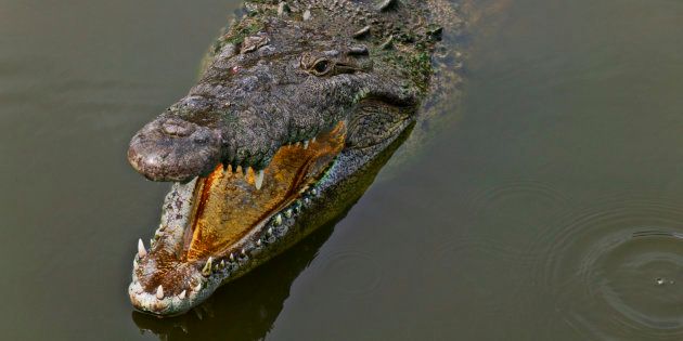 Image prétexte d'un crocodile dont nous ne connaissons pas l'opinion sur les