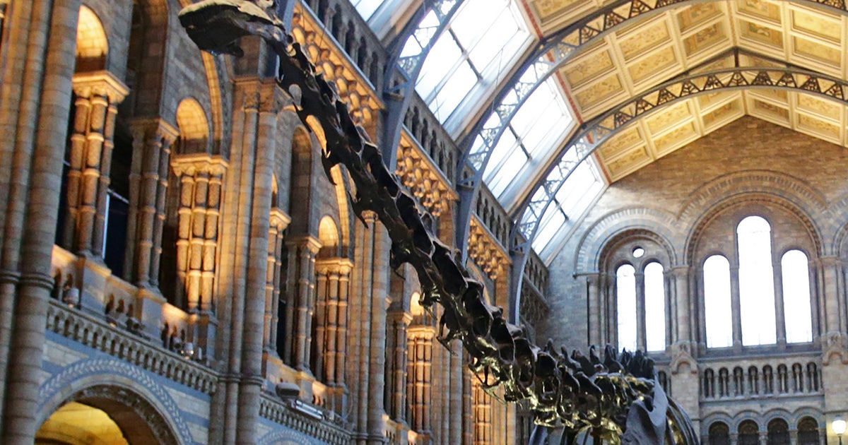 Le Diplodocus Du Musee D Histoire Naturelle De Londres Cede Sa Place Le Huffpost