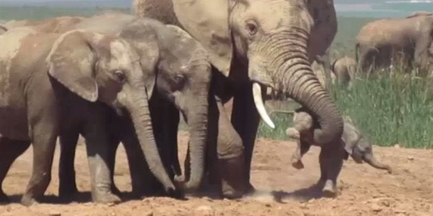 Cette Video D Un Bebe Elephant Maltraite Par Un Adulte En Chaleur Brise Le Cœur Le Huffpost