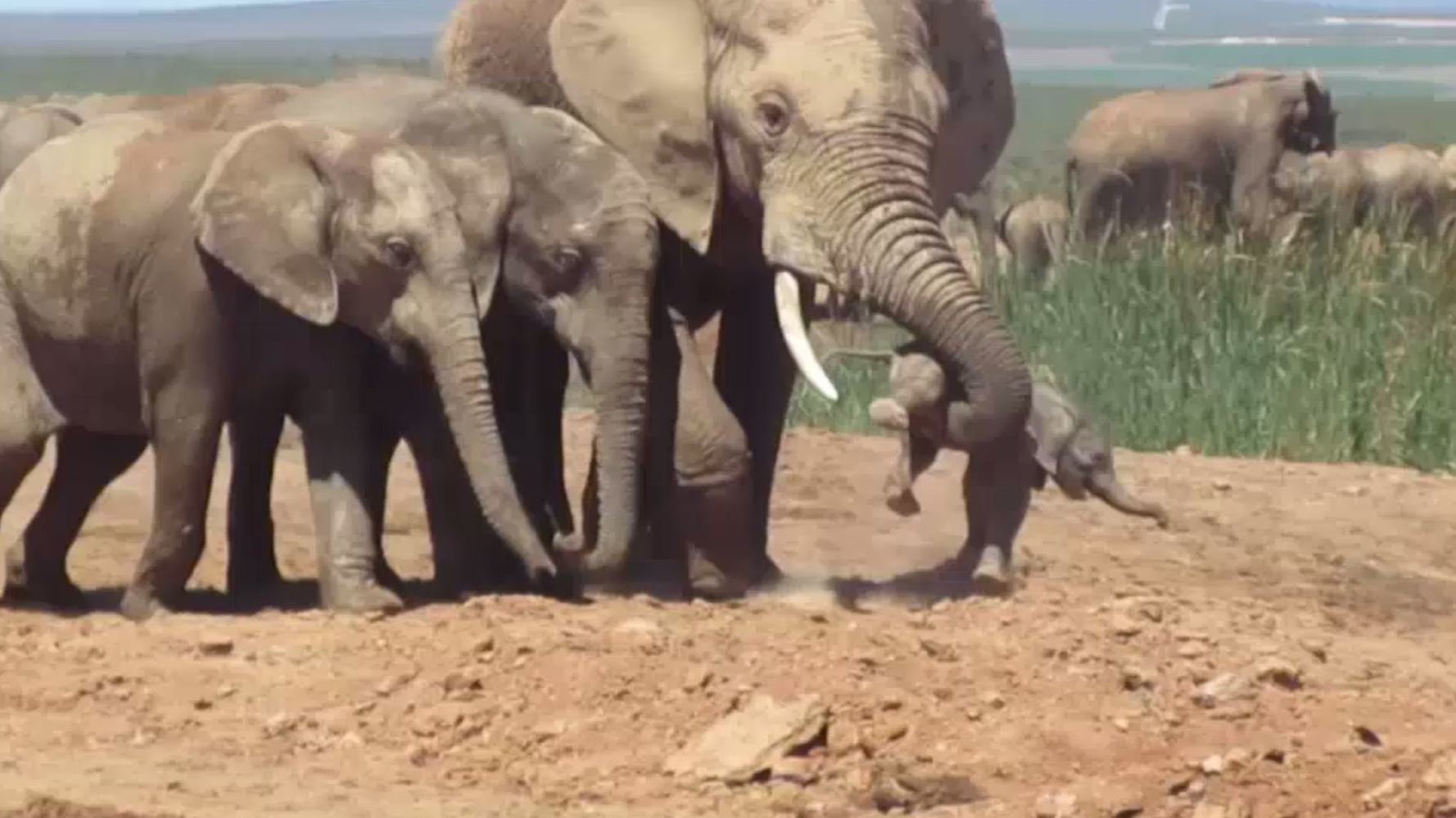 Cette Video D Un Bebe Elephant Maltraite Par Un Adulte En Chaleur Brise Le Cœur Le Huffpost