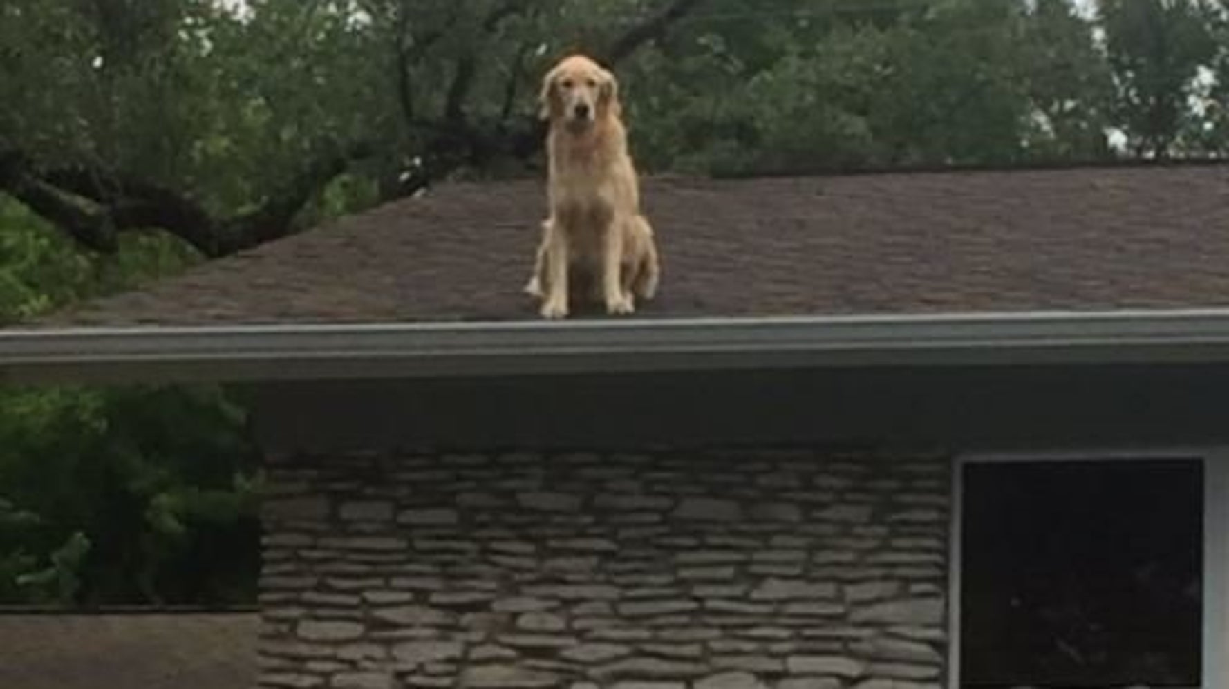 Son Chien Passe Ses Journees Sur Le Toit Il Vous Demande De Ne Pas Vous Inquieter Le Huffpost