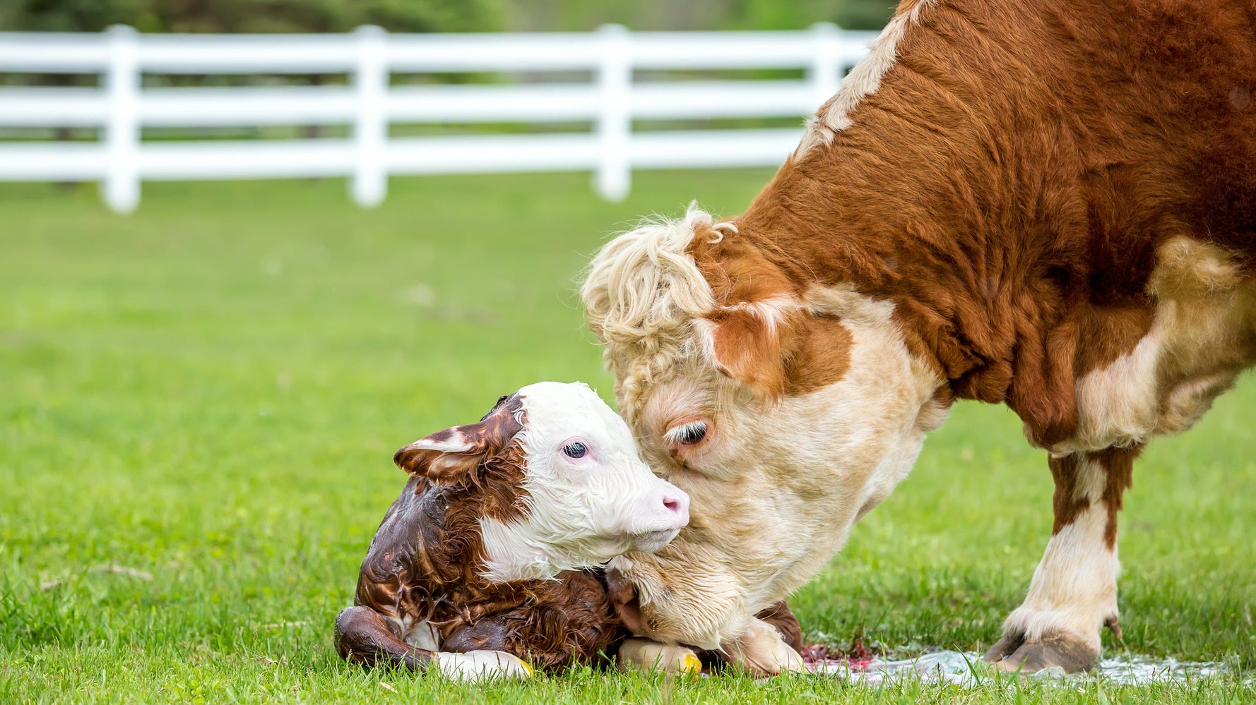 Renoncer Aux Produits Laitiers C Est Epargner Les Vaches Qui Sont Aussi Des Meres Le Huffington Post Life