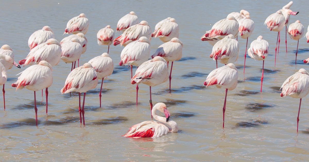 On Sait Enfin Comment Le Flamant Rose Arrive A Garder L Equilibre Sur Une Patte Le Huffpost