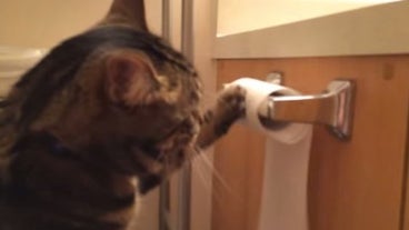 Chat Betise Chat Betise
