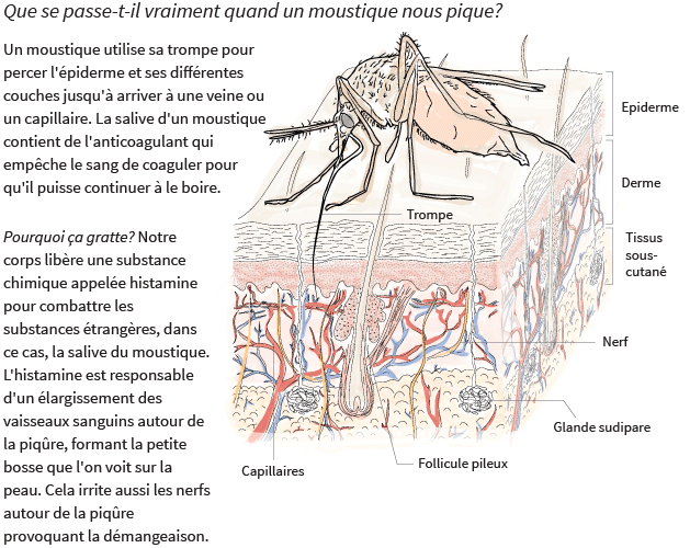 Piqure De Moustique Ce Qu Il Se Passe Dans Notre Corps Et Les Signes D Une Reaction Anormale Le Huffington Post Life Piqure De Moustique Ce Qu Il Se Passe Dans Notre Corps Et Les Signes D Une Reaction Anormale Le Huffington Post Life
