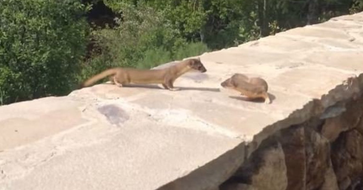 Video Ces Bebes Furets Vont Vous Faire Fondre Le Huffpost Video Ces Bebes Furets Vont Vous Faire Fondre Le Huffpost