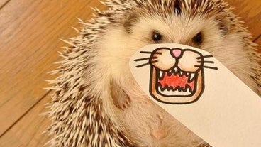 Herisson Mignon Herisson Mignon