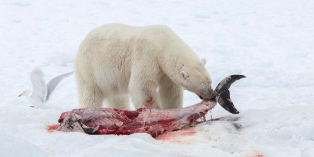 Conséquence Du Réchauffement Climatique Les Ours Polaires