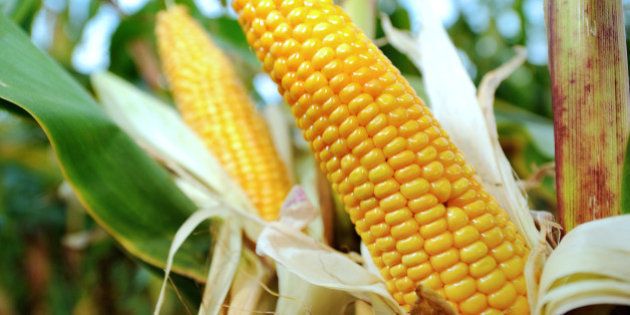 OGM en France: l'Assemblée interdit la culture de maïs