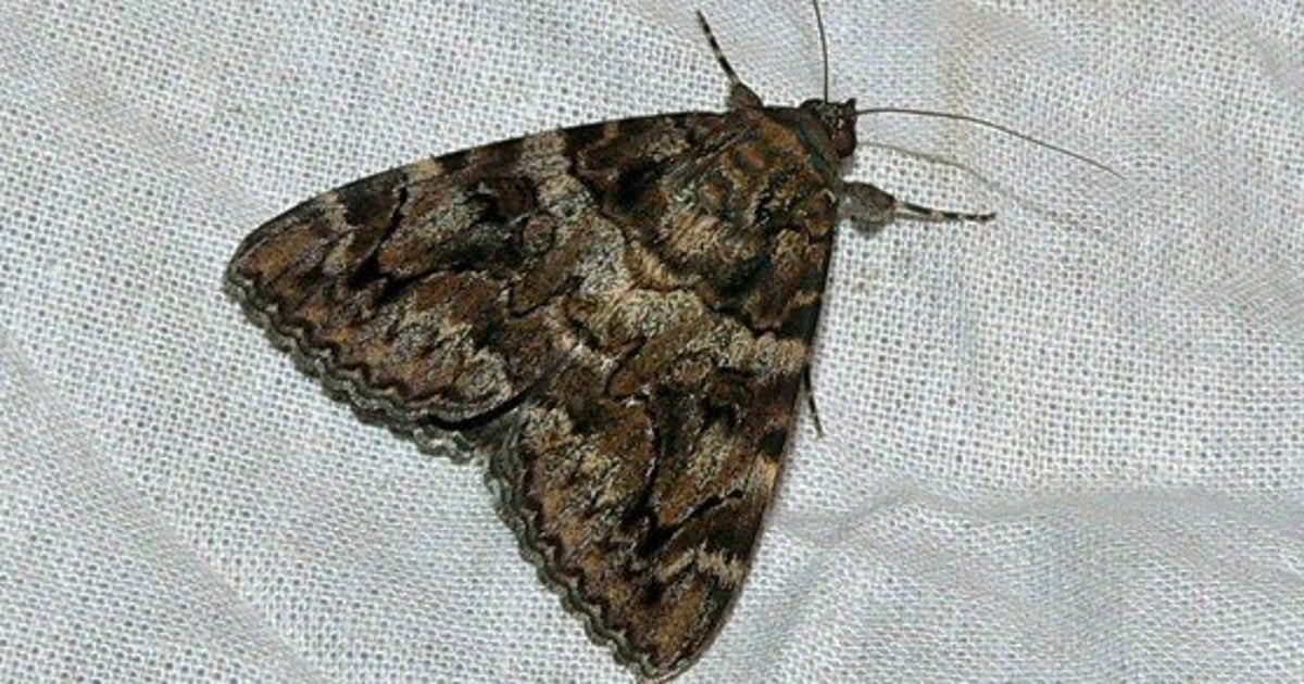 Pour lutter contre les mites, Londres pousse ses papillons de nuit à s'accoupler entre mâles