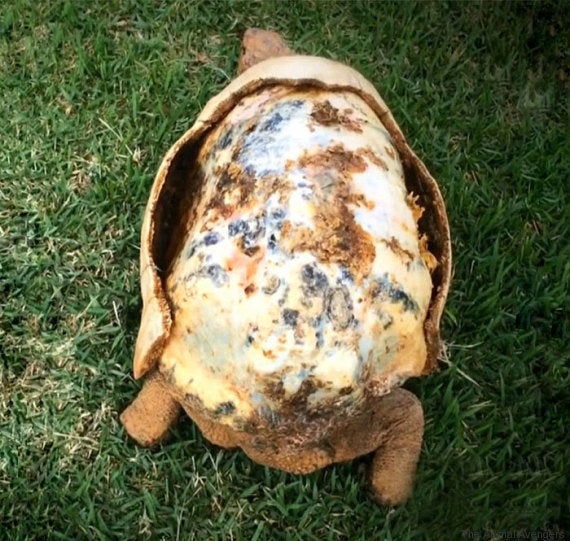 Photos Ils Recreent En 3d La Carapace D Une Tortue Qui Avait Brule Le Huffpost