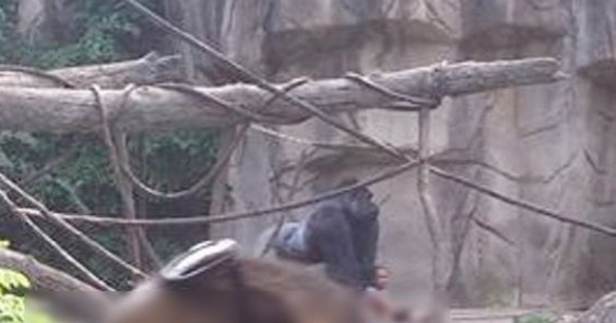 Un Gorille Tue Par Un Zoo Apres La Chute D Un Enfant Dans L Enclos Le Huffpost