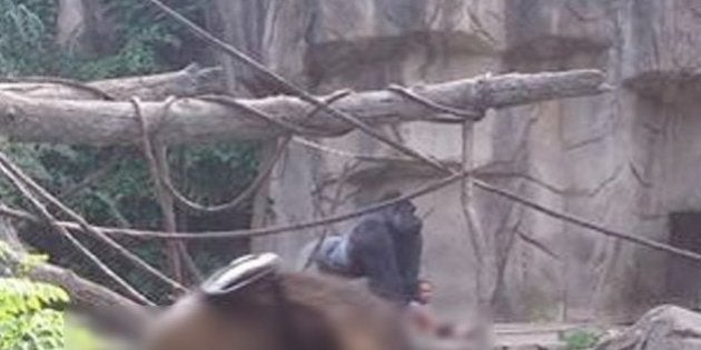 Un Gorille Tue Par Un Zoo Apres La Chute D Un Enfant Dans L Enclos Le Huffpost