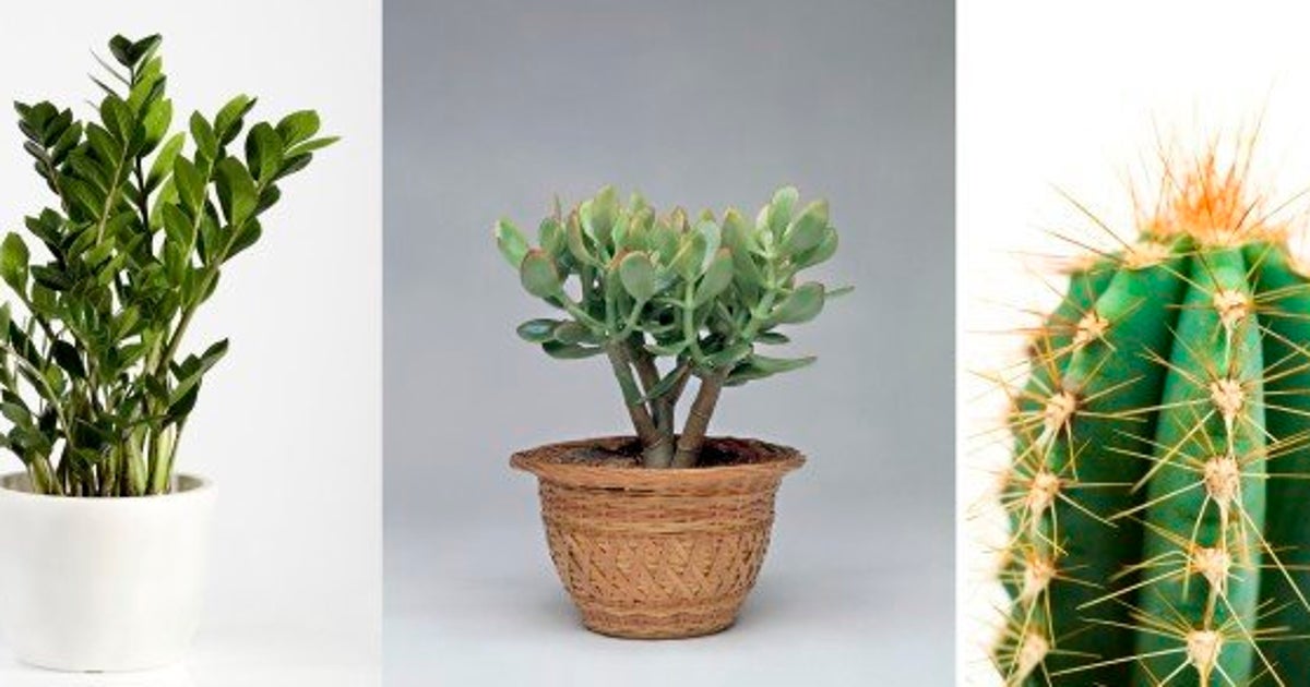 Ces Plantes Dintérieur Robustes Que Vous Pouvez Offrir à N