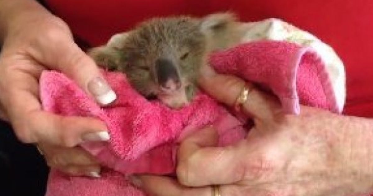 L Histoire De Ce Bebe Koala A Fait Fondre Le Cœur Des Australiens Le Huffpost