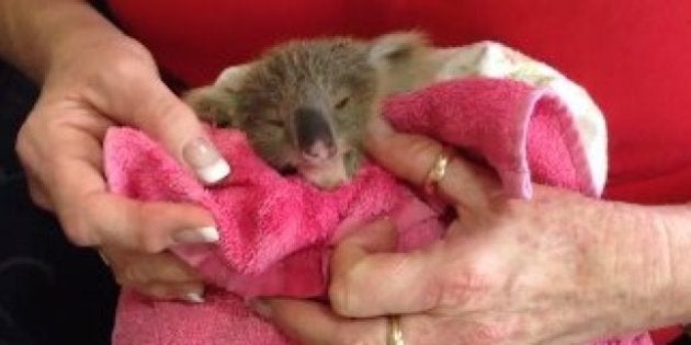L Histoire De Ce Bebe Koala A Fait Fondre Le Cœur Des Australiens Le Huffpost