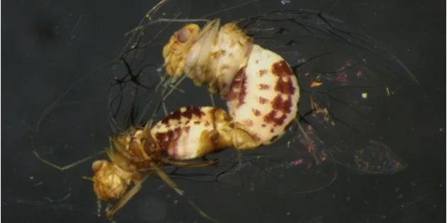 penis de insecte