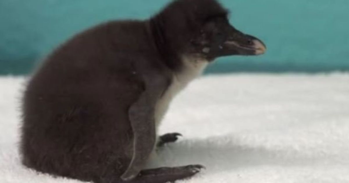 Video Un Aquarium De Chicago Accueille Un Adorable Bebe Gorfou Sauteur Le Huffpost