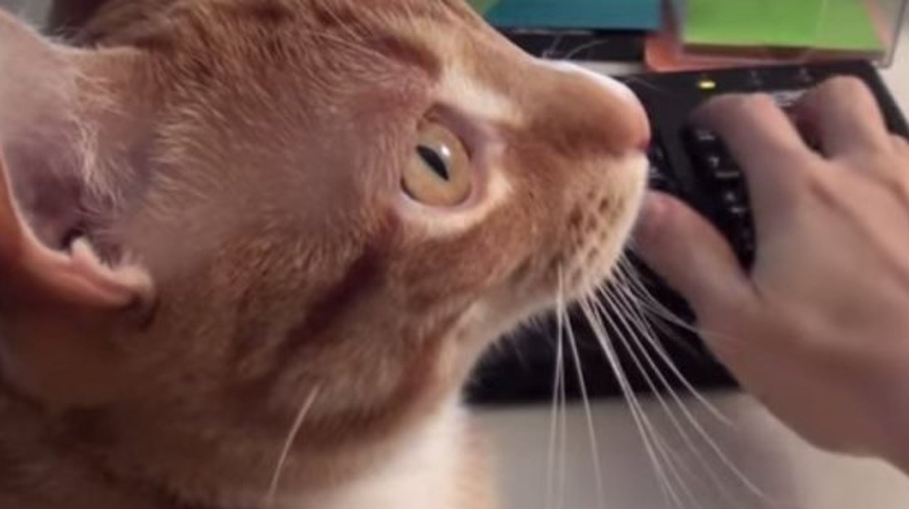 Video Les Chats Rendent Le Travail A Domicile Plus Difficile La Preuve En Images Le Huffington Post Life