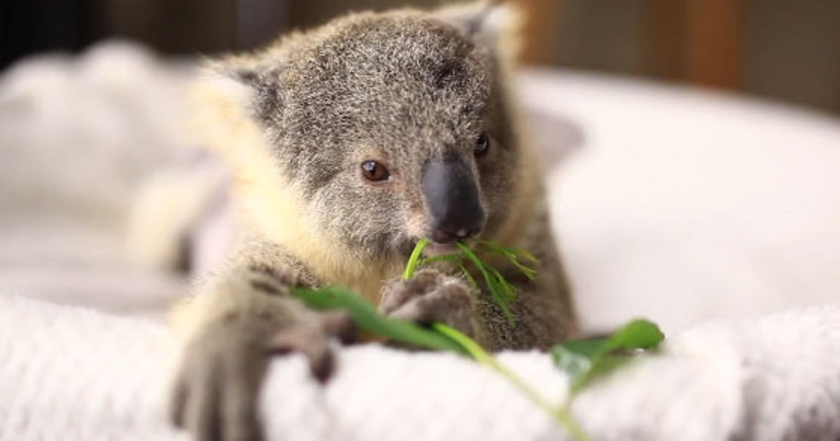 Video Un Bebe Koala Incroyablement Mignon Participe A Sa Premiere Seance Photo Le Huffpost