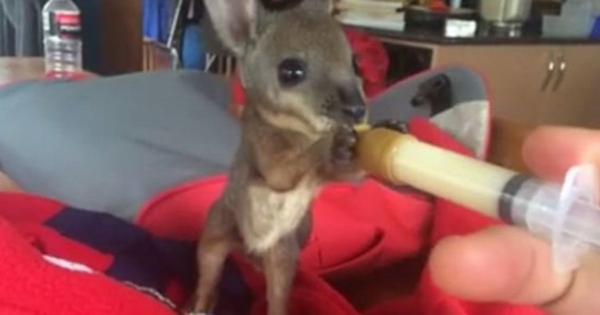 Video Ce Bebe Wallaby En Train De Se Nourrir Va Vous Faire Fondre Le Huffpost