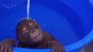 Video Bebe Singe Video Bebe Singe