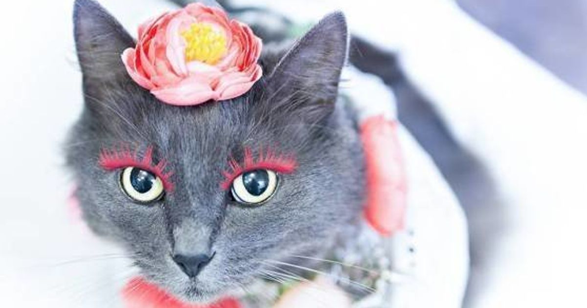 Ce chat avec des faux cils est une star sur Instagram.