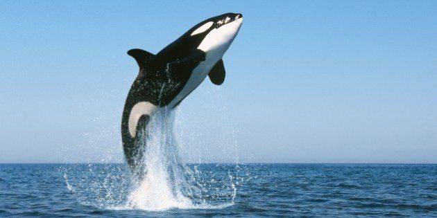 Videos Dauphins Les Orques Sont Capables D Apprendre Le Langage De Flipper Le Huffpost