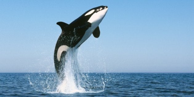 Videos Dauphins Les Orques Sont Capables D Apprendre Le Langage De Flipper Le Huffpost Videos Dauphins Les Orques Sont Capables D Apprendre Le Langage De Flipper Le Huffpost